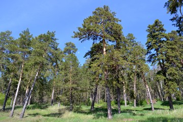Сосновый лес на склоне холма © fengmolong