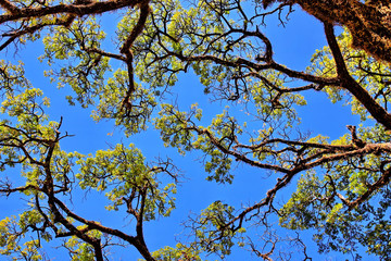 big tree with fresh green leaves on branch on blue sky