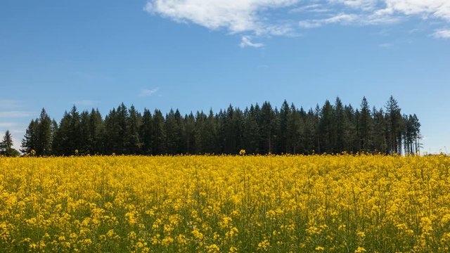 Ultra high definition 4k time lapse movie of white clouds and blue sky over blooming yellow mustard field on a breezy day in Portland Oregon 4096x2304