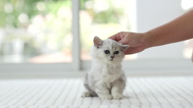 woman's hand petting a kitten head,slow motion2