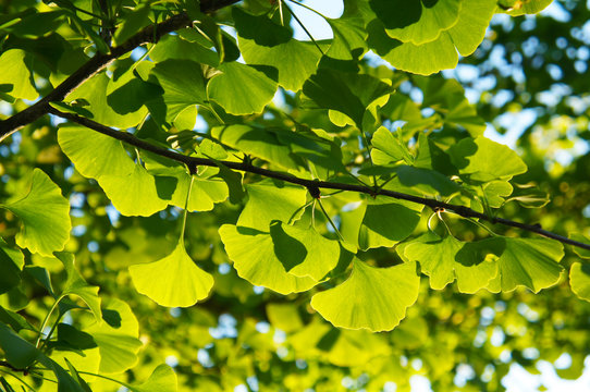 Fototapeta Green foliage of ginko tree in sunlight