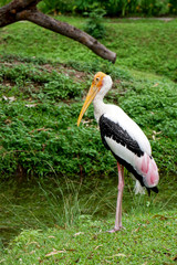Painted Stork (Mycteria leucocephala) stand on the green field near swamp, The beautiful bird of Thailand, It's a large wader in the stork family and found in the wetlands of tropical Asia south.