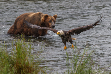 Grizzly bear in Alaska Katmai National Park hunts salmons (Ursus arctos horribilis)