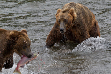 Grizzly bear in Alaska Katmai National Park hunts salmons (Ursus arctos horribilis)