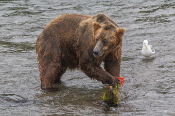 Grizzly bear in Alaska Katmai National Park hunts salmons (Ursus arctos horribilis)