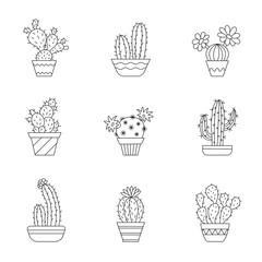 Cacti in pots.