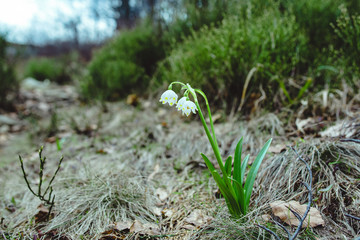 landscape of snowdrops field in the mountains in spring