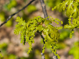 Blossom of English Oak Tree or Quercus robur with male flowers close-up, selective focus, shallow...
