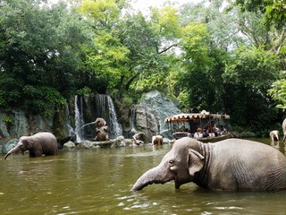 Elefantenfamilie im Wasser