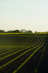 Spring sowing of corn on rows on the fields. © bettysphotos