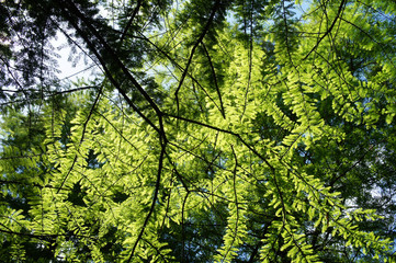 Abies alba fir branches and foliage in sunligh