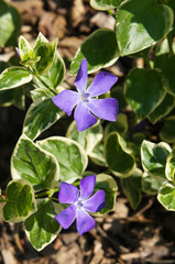 Vinca minor purple blue flowers with green