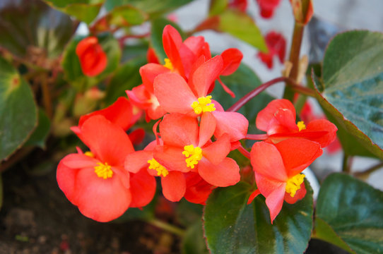 Red begonia flowers with green 