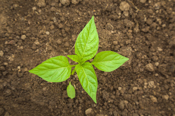Green hot pepper plant leaves in the greenhouse. Preparations for the garden season in spring.