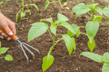 Woman's hand with tool weeding weeds around a paprika plant in the greenhouse. Early spring preparations for the garden season.
