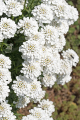 Schleifenblumen, Iberis