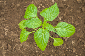 Paprika plant in the greenhouse. Preparations for the garden season in spring.
