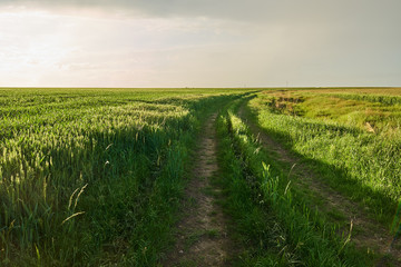 Rural road through wheat field