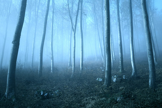 Fototapeta Dreamy mystic blue colored light in magic foggy forest landscape. Light effect and turquoise color effect added.