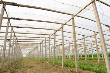 Fototapeta premium greenhouses