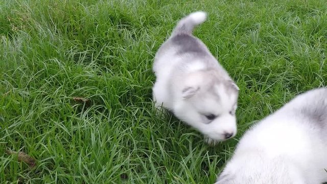 Cute siberian husky puppy running on grass,slow motion