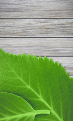 Green leaves on outdoor wood floor background