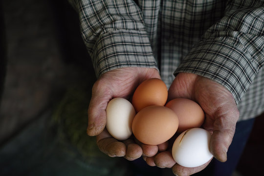 Fresh chicken eggs in the hands of the farmer.
