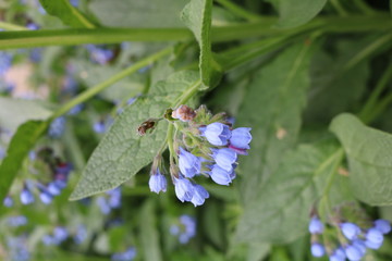 Medunica (Pulmonaria) - a perennial herbaceous plant