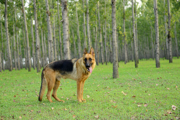 A dog on the grass