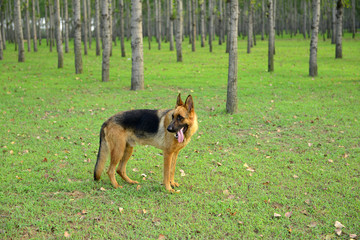 A dog on the grass