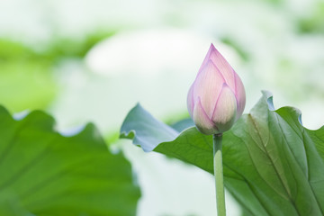 Single pink lotus with green leaf in the pond