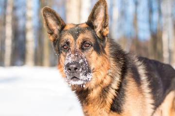 Dog german shepherd in a park in a winter