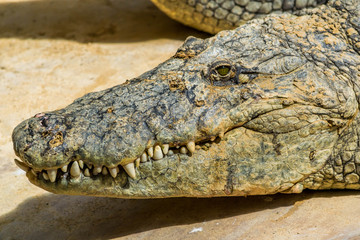 Crocodile.