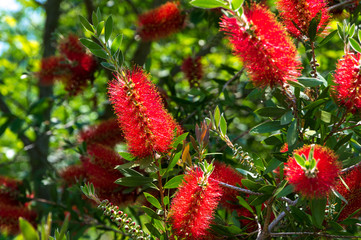 ブラシノキ　花木