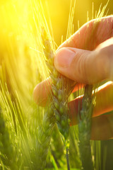 Close up hand holding ear of green wheat