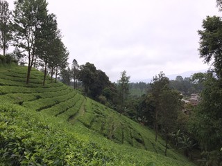 Tea field Indonesia