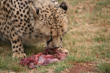 Fototapeta na wymiar Leopard South Africa