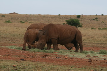Obraz premium Rhino South Africa