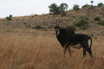 Wild animal South Africa