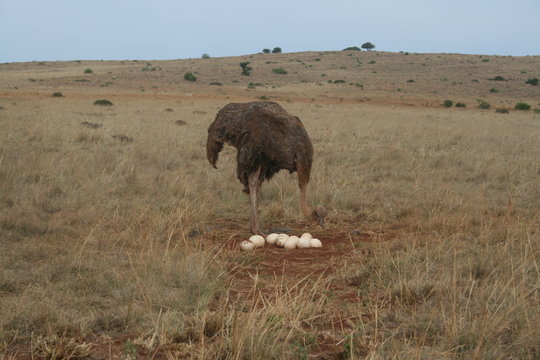 Austrage South Africa