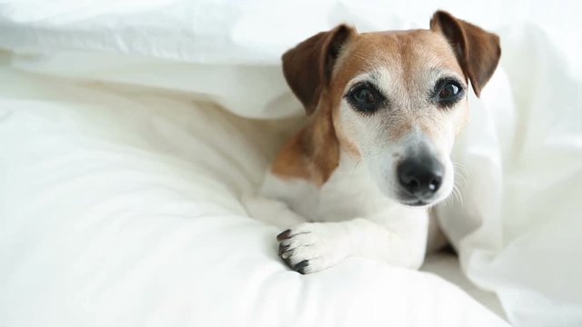 Dog in the bed. Good morning or sweet dreams.  Video footage. Natural soft light. 
