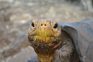 Tortoise on Galapagos Islands, Ecuador