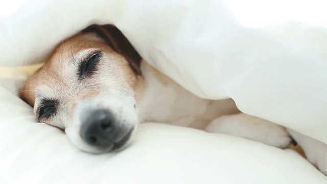 Sweet dreams cute dog Jack Russell terrier. Video footage. Natural soft light