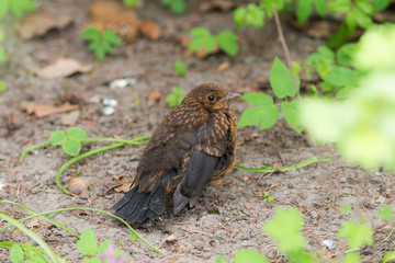 nestling of the starling