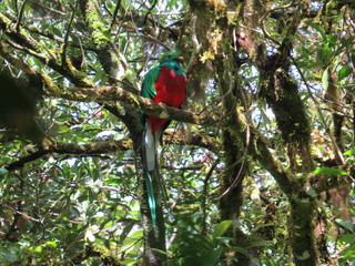 Resplendent quetzal, Monteverde, Costa Rica