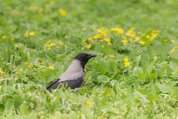 crow on a spring meadow