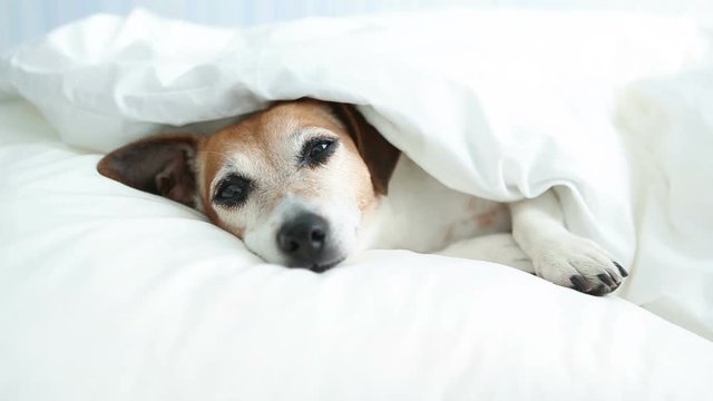 Adorable pup Jack Russell terrier Dozing on the white bed linens. Video footage. Natural soft light. 
