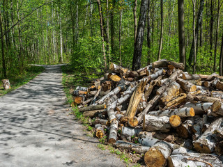 Fototapeta na wymiar Birch firewood near the path in the forest.