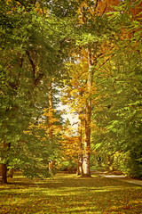 Naklejka premium Red and green leaves in autumn in the woods