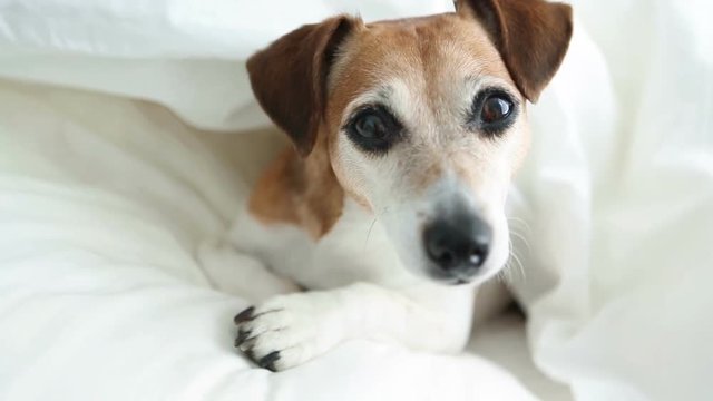 Wake up in the morning. Cool adorable dog Jack Russell terrier looking From under white warm blanket. Small funny pup resting.  Video footage. Natural soft light. 